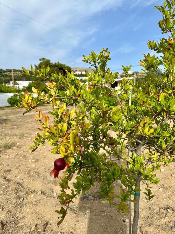 Aegean Endless Summer Villa Pefkos Pefki Eksteriør billede